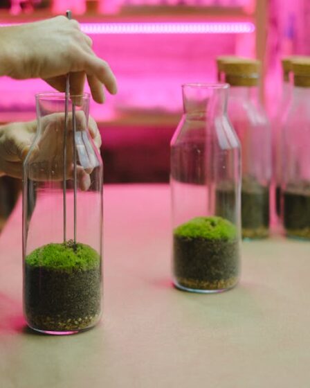 Kapaklı Teraryum Yapımı: Sağlıklı ve Uzun Ömürlü Bakım