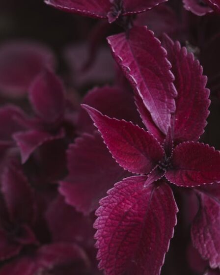 Kendinden Sulayan Dikey Bahçe: Geri Dönüşümlü Yapım Rehberi