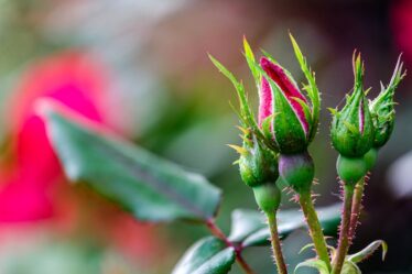 Makro Odak Yığını Rayı: 3 Bütçeye Uygun DIY Rehberi