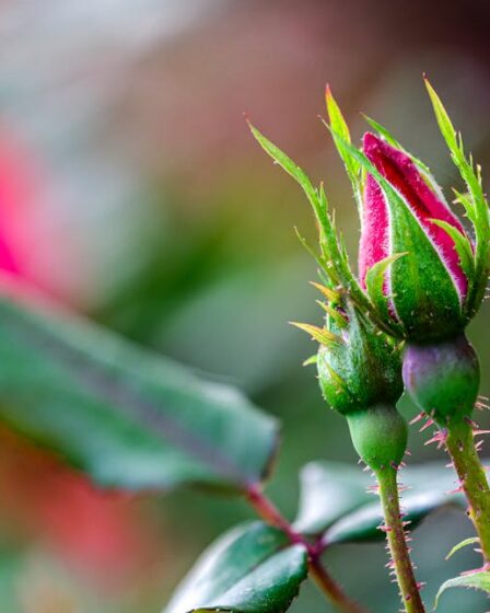 Makro Odak Yığını Rayı: 3 Bütçeye Uygun DIY Rehberi