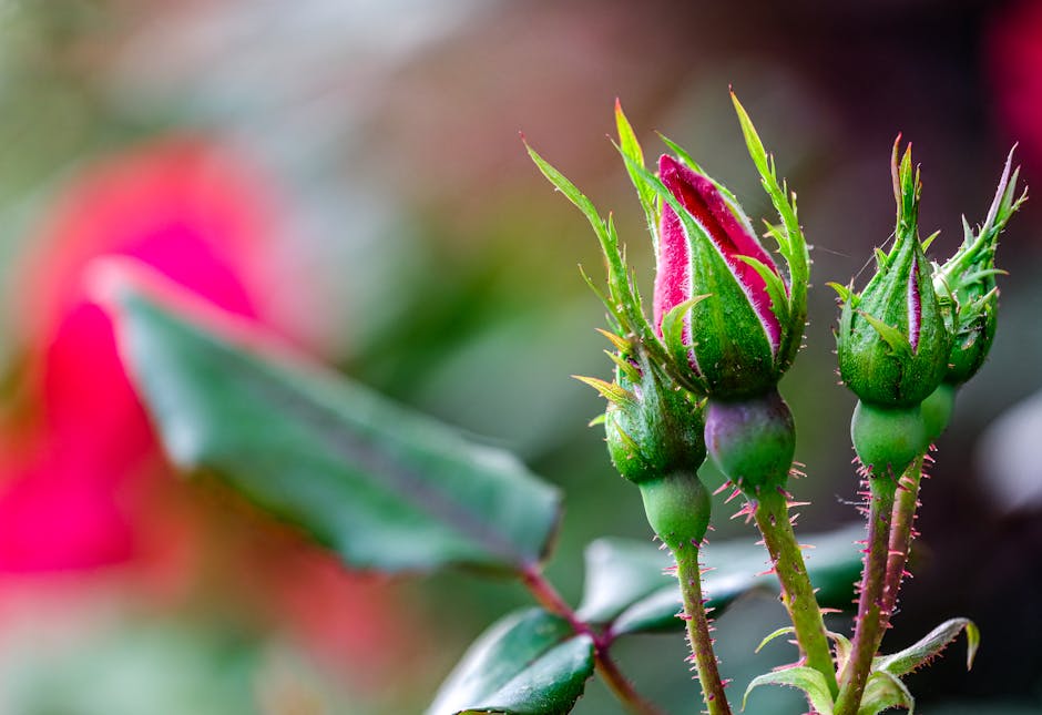 Makro Odak Yığını Rayı: 3 Bütçeye Uygun DIY Rehberi