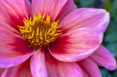 Evde Siyanotip Baskı Rehberi: Kağıt ve Kumaş İçin Adım Adım