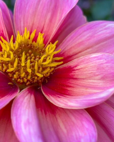 Maket Toprak Karışımı: Gerçekçi Yer Örtüsü Ölçüleri