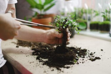 Evde Bonsai Yetiştirme: Başlangıç Rehberi ve Hatalar