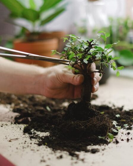 Evde Bonsai Yetiştirme: Başlangıç Rehberi ve Hatalar