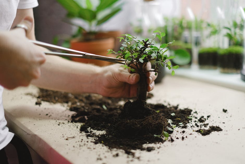 Evde bonsai ağacına su verme ve bakım yapma yakın plan görüntüsü