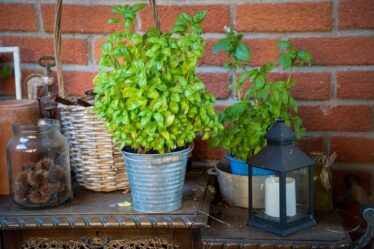 Balkon Saksı Böcek İlacı: 8 Bitki Bazlı Ev Tarifleri