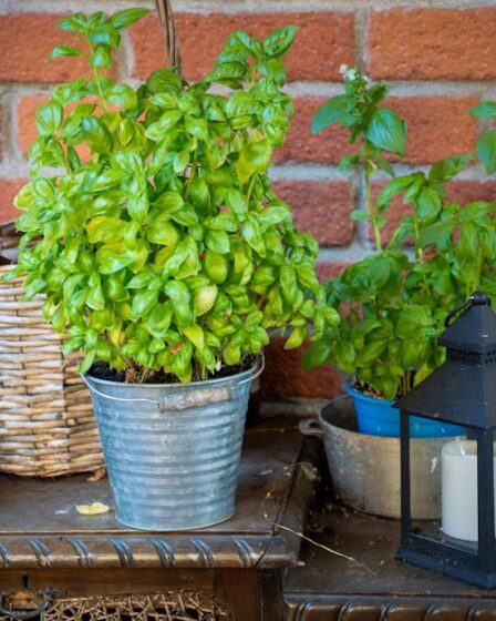 Balkon Saksı Böcek İlacı: 8 Bitki Bazlı Ev Tarifleri