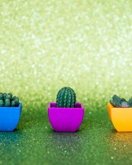 Keçe Sukulent Yapımı: Gerçekçi Mini Sukulent ve Kaktüs