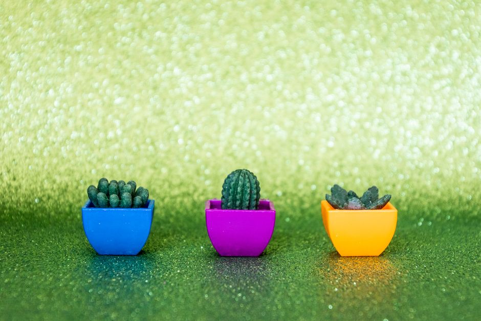 Keçe Sukulent Yapımı: Gerçekçi Mini Sukulent ve Kaktüs