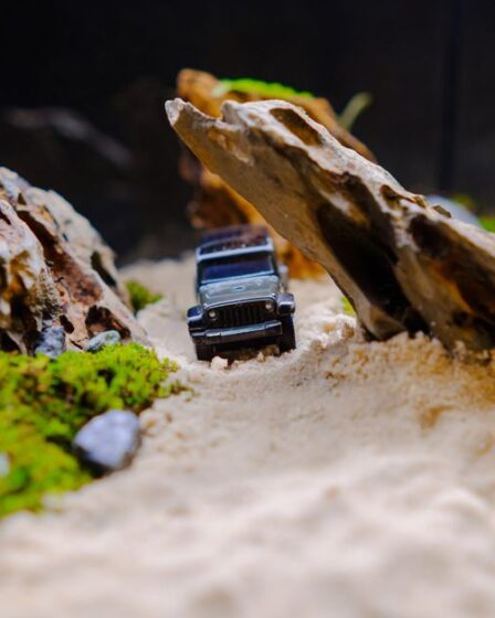 Canlı Yosun Diorama: Uzun Ömürlü Minyatür Bahçe Rehberi