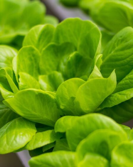 Kratky hidroponik bahçe: Balkon için kompakt kurulum