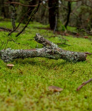 Diorama Yosun Yapımı: Doğal Liken ve Bitki Kaplama