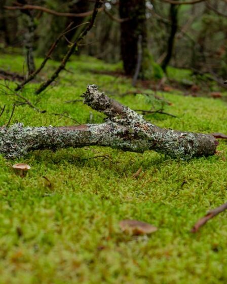 Diorama Yosun Yapımı: Doğal Liken ve Bitki Kaplama